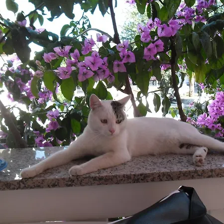 Goge * Biograd na Moru
